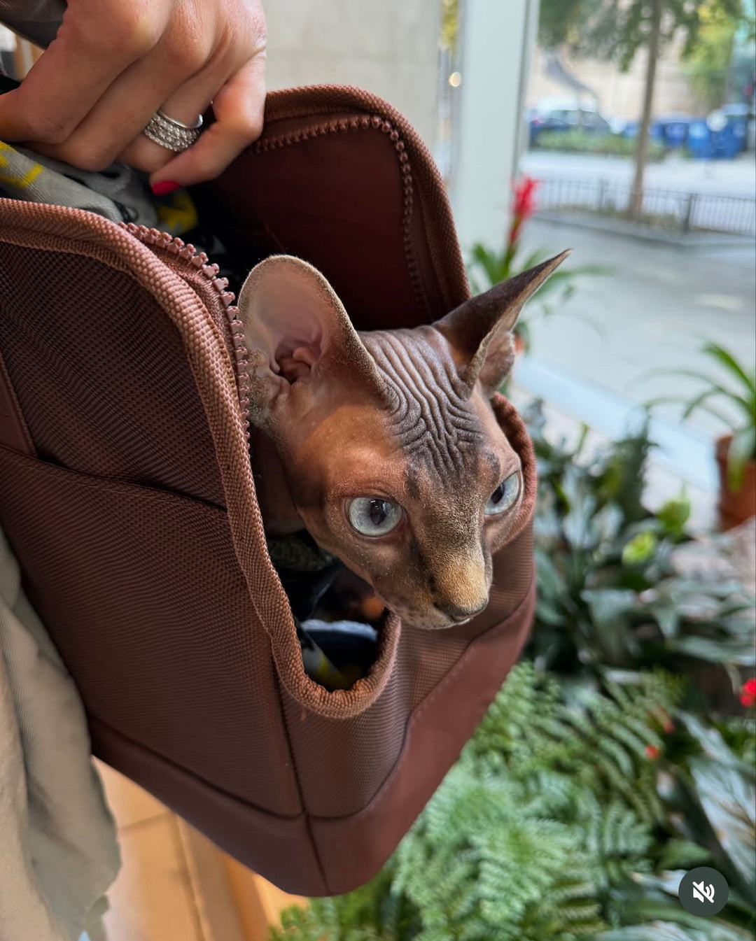 Chocolate Brown Pet Tote Bag