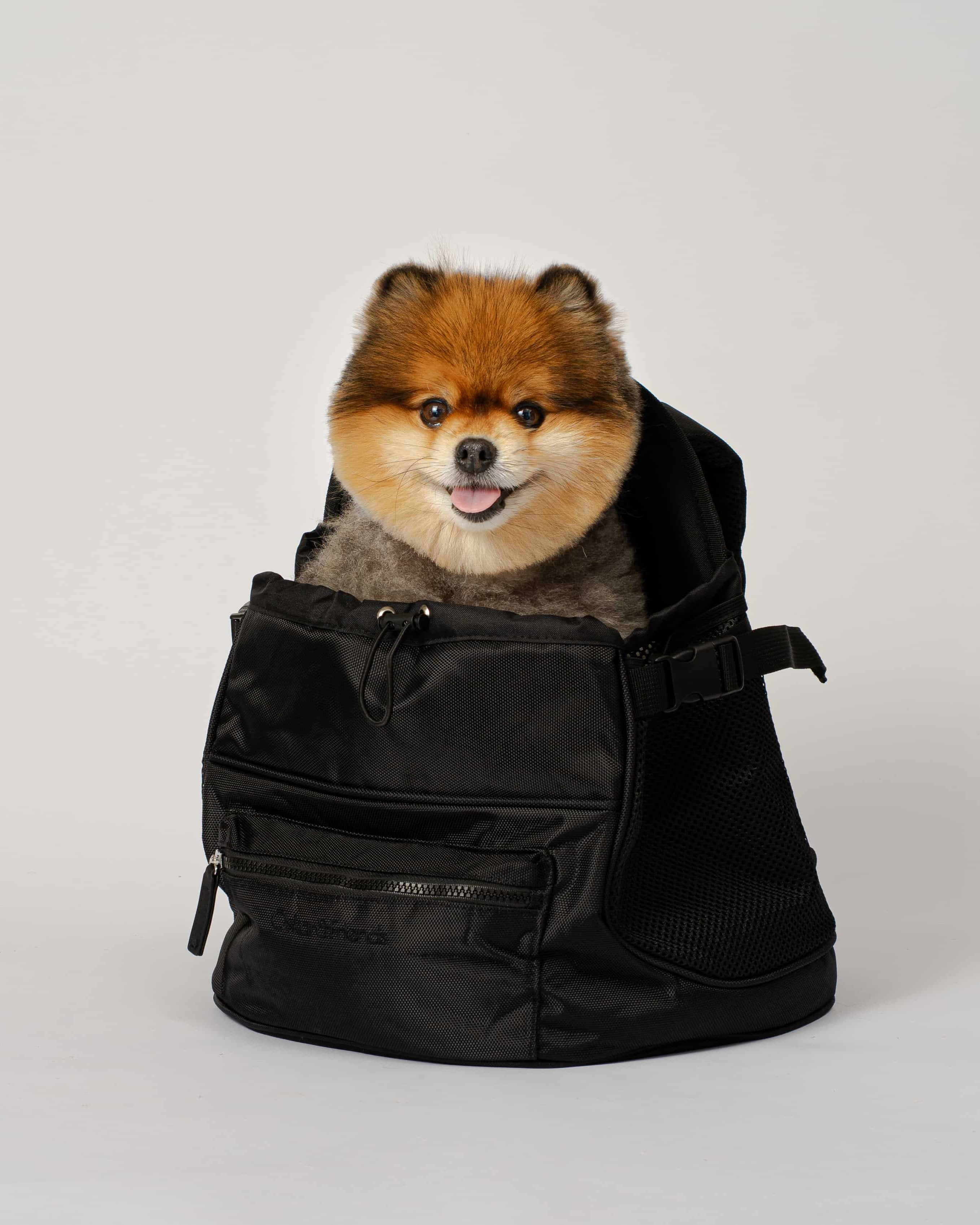 PET BACKPACKS