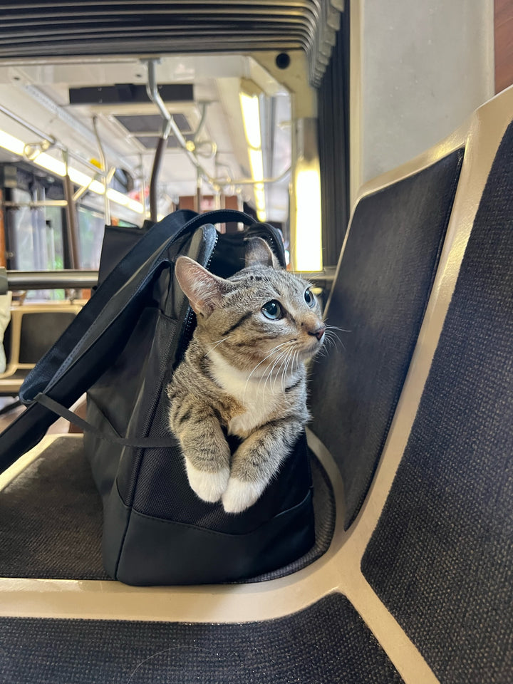 All-Black Pet Tote bag
