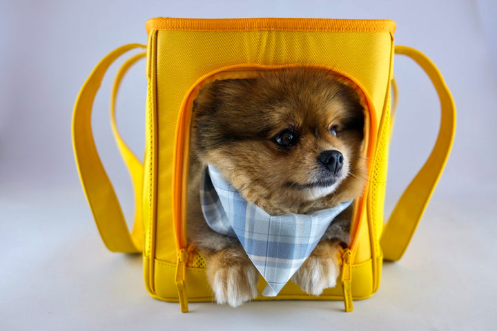 Pet Carrier for Air Travel